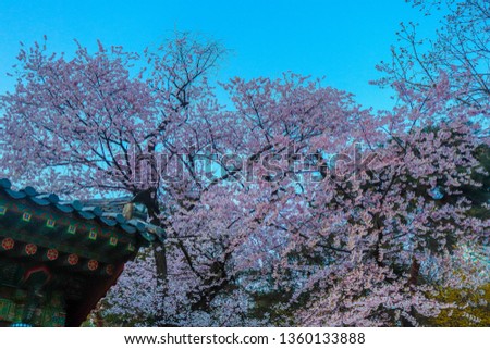 cherry blossom on nature background
