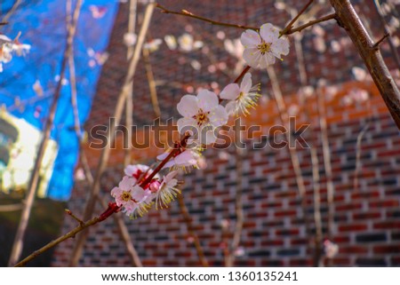 cherry blossom on nature background
