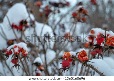 Closeup of dog rose berries in snow and it's thorns.