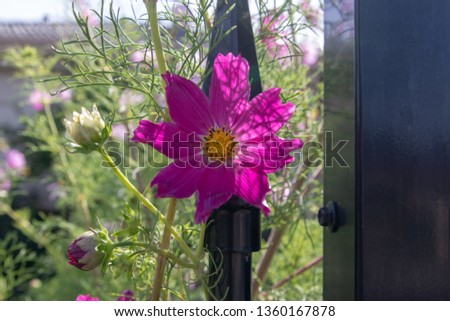 Blooming bright pink garden flower in broken sunlight