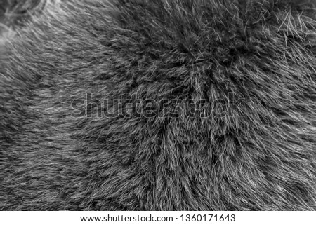 natural gray animal fur texture fur