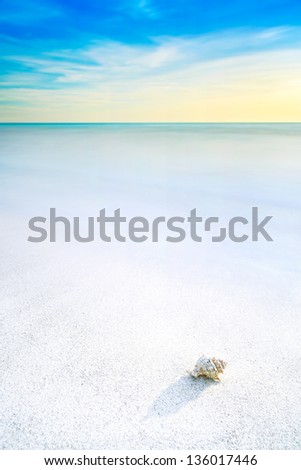 Ocean seascape. Sea mollusk shell in a white sandy beach under blue sky