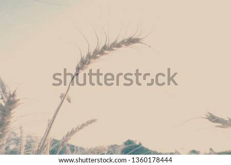 Field of ripe golden wheat , in summer.