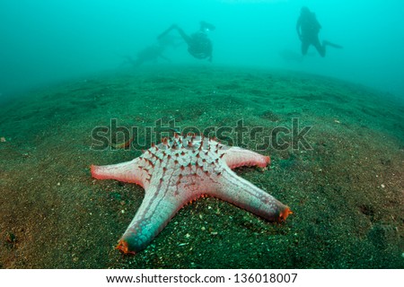 A seastar crawls slowly across the sandy slope as it searches for food in Lembeh Strait, Indonesia. Royalty-Free Stock Photo #136018007