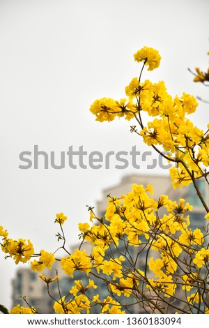 Yellow Flower of Hong Kong