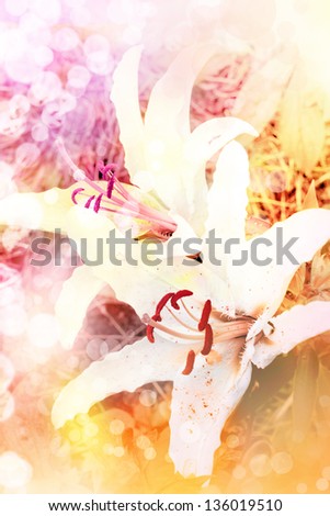 beautiful flowers background/ Card with white lilies/Spring background