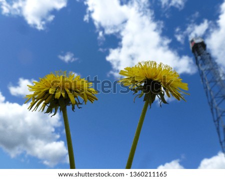 Blooming dandelion flowers in the sky background with blur small fire lookout tower. In a fresh sunny day. Picture taken in northern Alberta Canada.