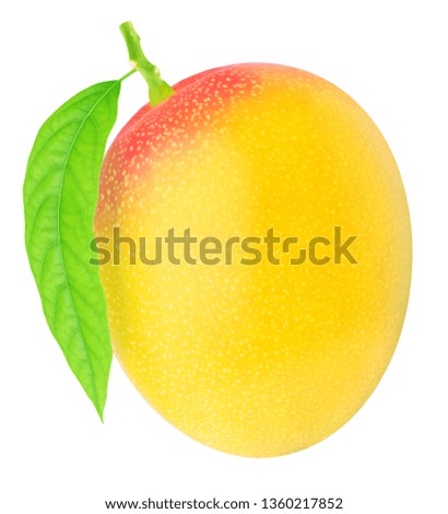 Freshly picked single mango isolated on a white. With clipping path.