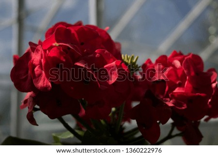 image of some red floribunda flowers.