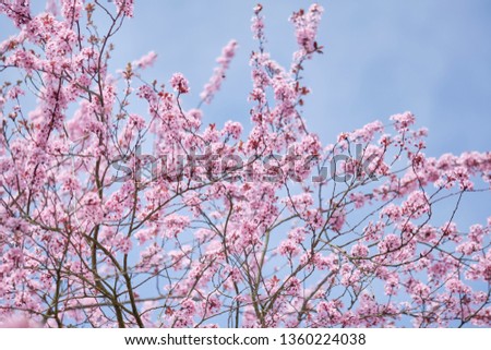 Beautiful pink plum blossoms and twigs on a plum tree in front of a bright sky in spring. Seen in Nuremberg, Germany, April 4th 2019