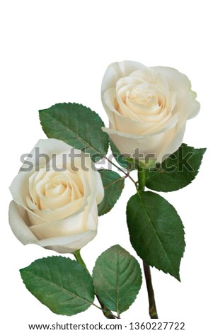 
A bouquet of white roses on a white background. Isolated.