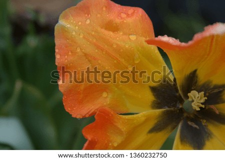 Orange tulip in the rain