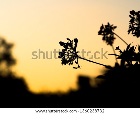 Silhouette flower in morning time with sunset behind. Selective focus.