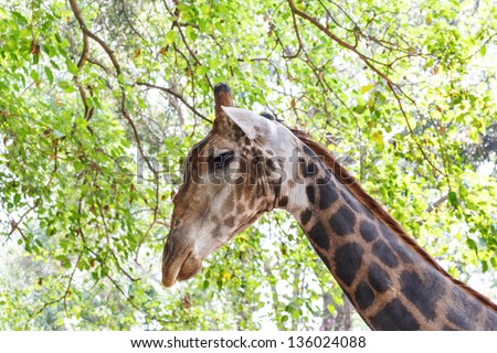 close up of giraffe