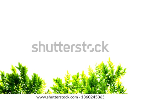 green leaves and branches isolate on white background for abstract texture environment nature,  the concept of love earth for nature image frame design and decoration.