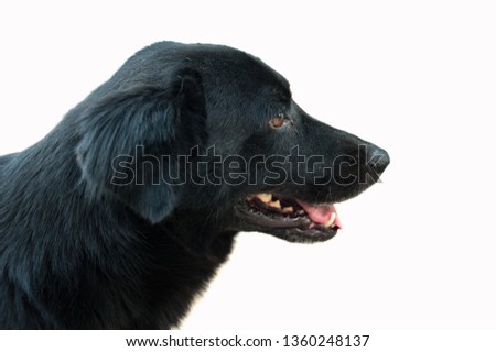Side view. Black dog isolated on white background.