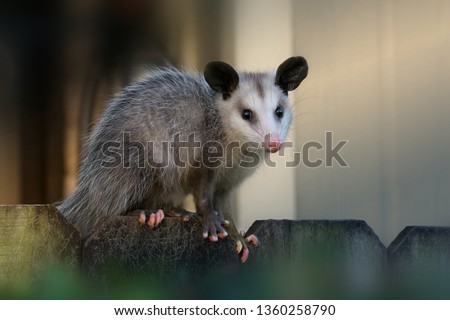 Young North American opossum (Didelphis virginiana) sits on a fence near the house.