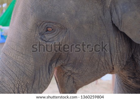 closeup Thai elephant face