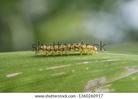Cotton bollworm on leaf corn Royalty-Free Stock Photo #1360260917