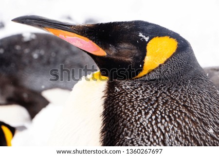 Close up shot of a penguin closing its eyes