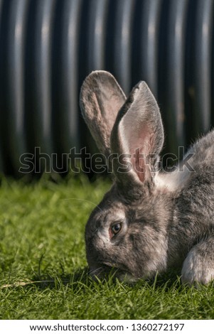 Giant Rabbit eating grass
