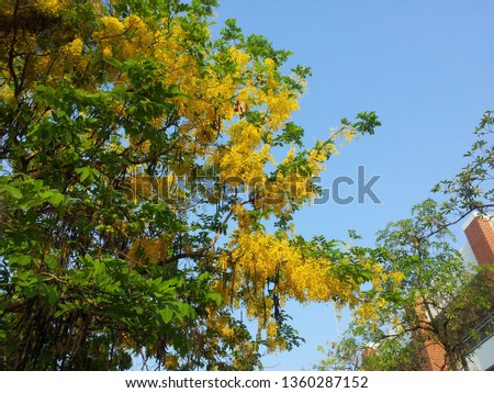Yellow flowers on the big tree. 