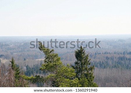 View from above to the natural landscape with pine trees in the foreground                        