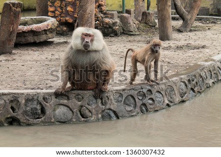 Baboons are great apes that live in the African grasslands and the vast arid deserts of Arabia.