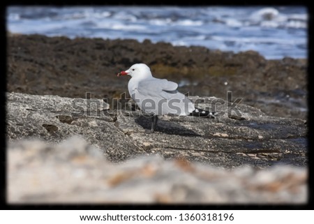 Seagull waiting for the wind to stop