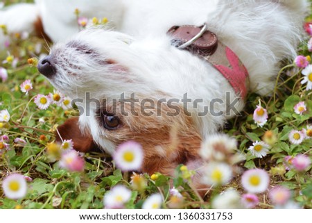 PLAYFUL JACK RUSSELL DOG WALLOW ON DAISY FLOWERS FIELD ON SPRING SEASON.