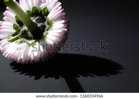 Close-up of a Flower and its shadow 