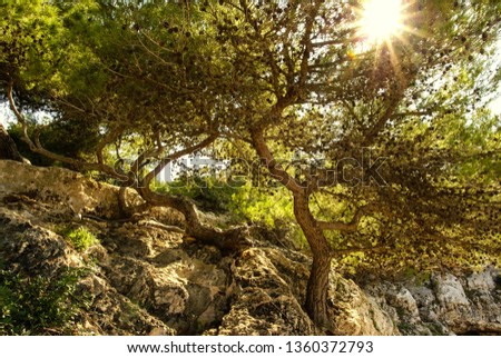 Beautiful autumn in Mallorca. Curved trees at a rocky beach in the south part of Mallorca