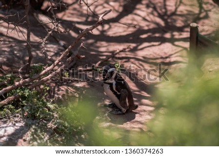 Cute African penguin cooling down in the shadows of the trees on Boulders Beach, in Simon's Town, South Africa