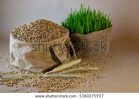 three types of wheat in different stages, on a brown background