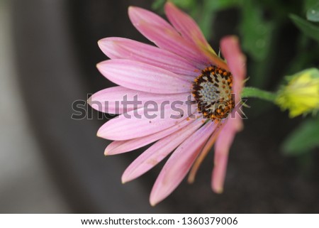 Osteospermum flower White and pink