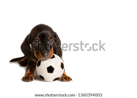 Adorable puppy dog Dachshund standing with football toy ball isolated on white background