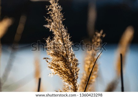 Golden, fluffy, soft and pleasant to the touch, the ear of reeds, against the blue sky in the evening at sunset. Small colorful landscape, beautiful picture.