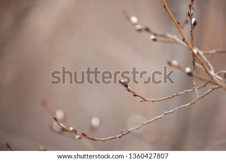 Image of Willow branches with buds in early spring, selective focus. Fluffy willow branches with catkins. Natiral background in warm colors