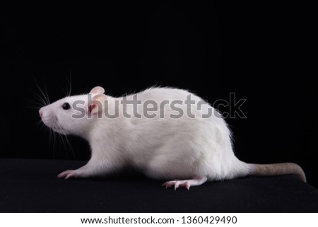 white rat on a black background close-up. Studio