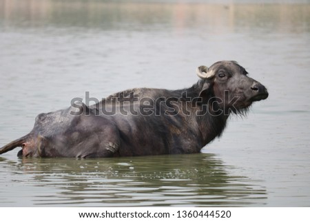 Buffalo in a pond