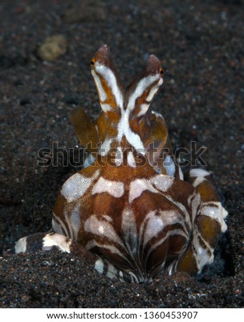 Amazing underwater world - Wunderpus octopus - Wunderpus photogenicus. Diving and underwater photography. Tulamben, Bali, Indonesia.