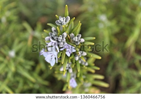 Rosemary plant growing natural