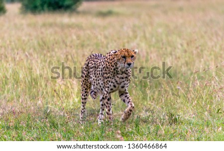 Cheeta Kenya Savannah