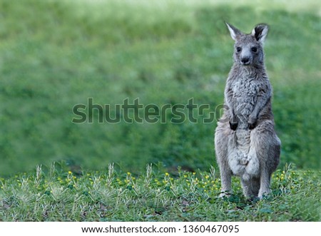 kangaroo on the grass