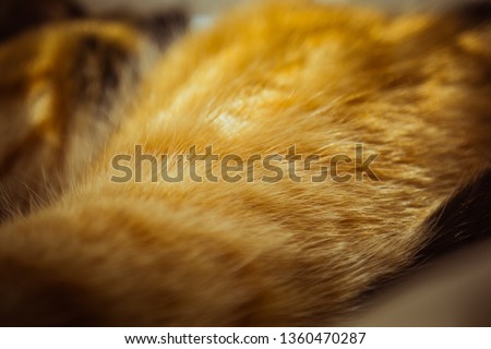 tricolor cat is sleeping on the windowsill. beige Curtains, white tulle, windows closed by roller shutters. closeup pet chill on a sunny day