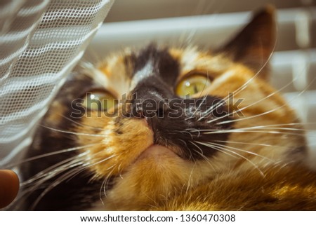 tricolor cat lies on the windowsill. beige Curtains, white tulle, windows closed by roller shutters. closeup pet chill on a sunny day
