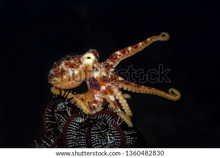 Incredible Underwater World - Poison ocellate octopus - Amphioctopus siamensis - Octopus Mototi. Diving in Bali.