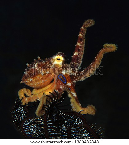 Incredible Underwater World - Poison ocellate octopus - Amphioctopus siamensis - Octopus Mototi. Diving in Bali.