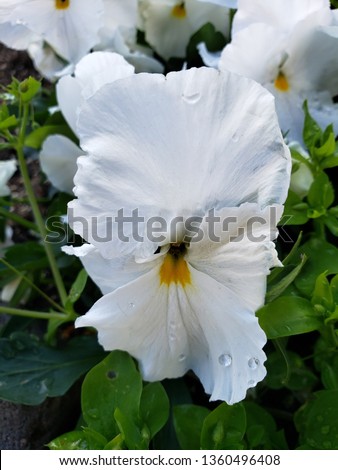 white pansy flower in a garden in winter season 