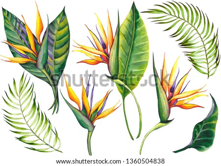 Set of exotic strelitzia flowers, bird of paradise. Watercolor on white background. Isolated elements for design.